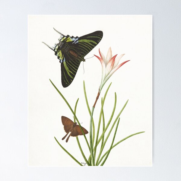 Item preview, Two butterflies on a Lily, 1747 designed and sold by Vintage Wall Art.