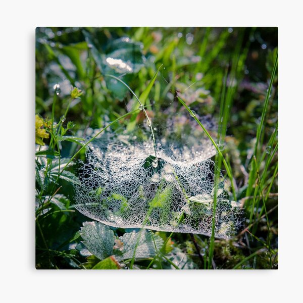 Dewy Web Canvas Print