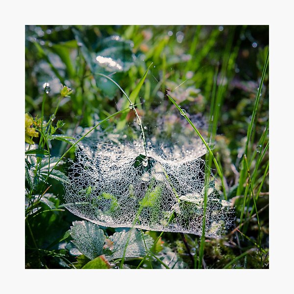 Dewy Web Photographic Print