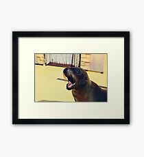 Silly Sealion Framed Print