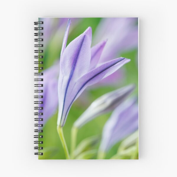 Item preview, Triteleia laxa  'Koningin Fabiola'  Triplet lily  Also known as Queen Fabiola  designed and sold by Chris Burrows.
