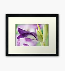 Gladiolus 'Nori' Framed Print