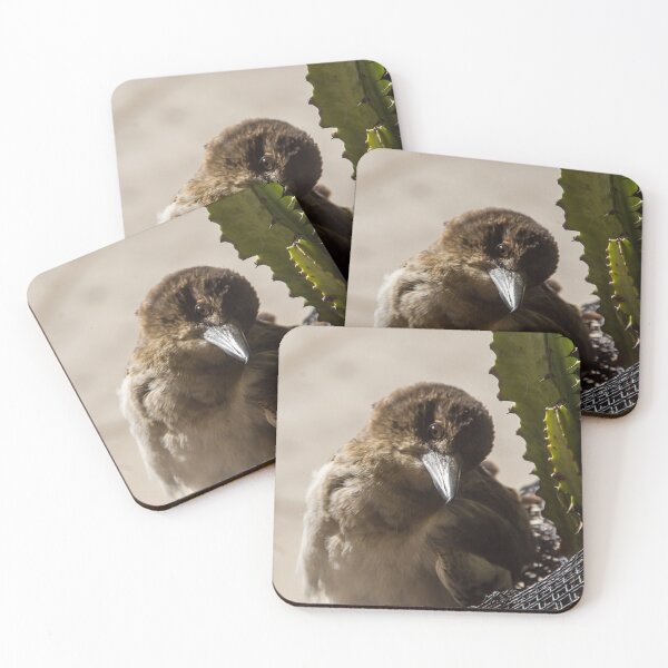 Item preview, Butcherbird  designed and sold by kripalsutariya.