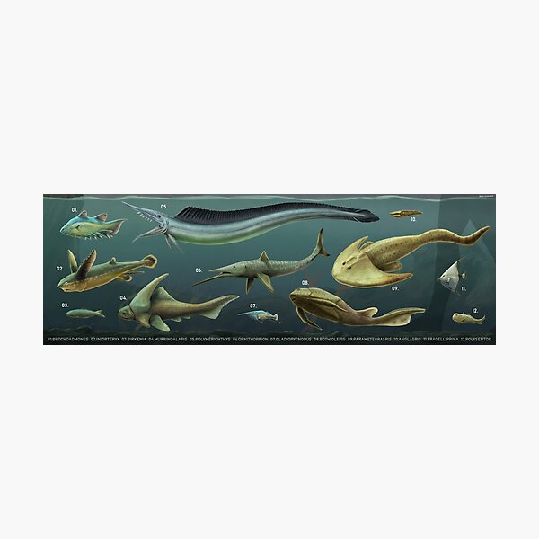 Is it legal? Fish Size Limit Fish Chart Photographic Print for Sale by  Reelyfishing