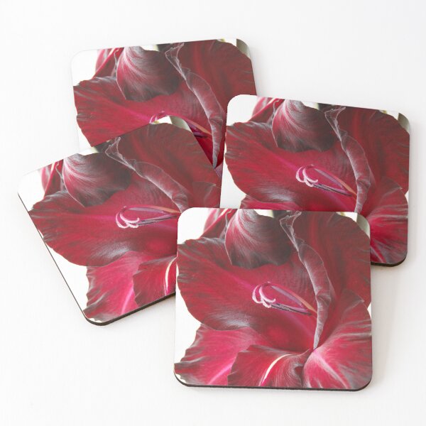Item preview, Gladiolus 'Black Surprise' designed and sold by Chris Burrows.