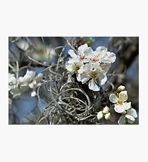 Blossoms Photographic Print