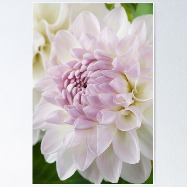 Item preview, Dahlia  'Eveline'  Decorative  Small  designed and sold by Chris Burrows.