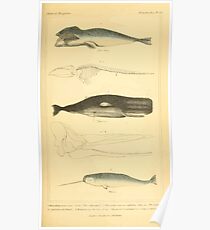 The Animal Kingdom by Georges Cuvier, PA Latreille, and Henry McMurtrie 1834 640 - Mammalia Mammals Poster