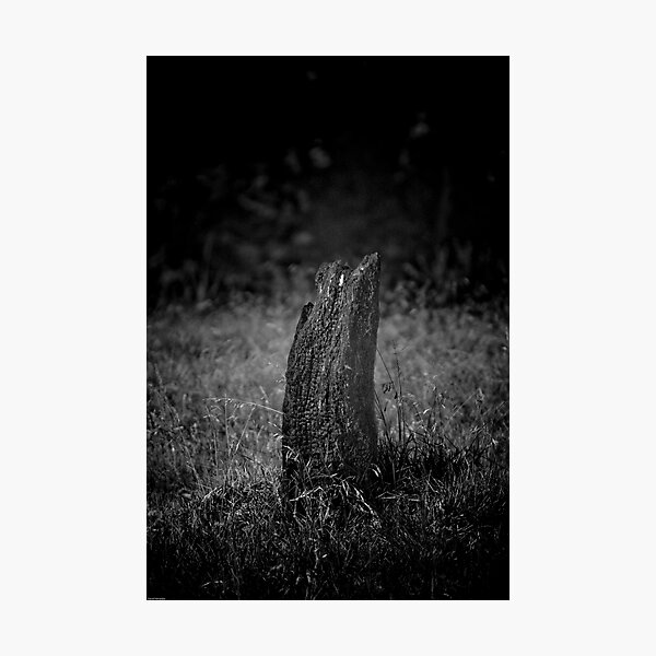 Artikelvorschau, Tree + Fire = Stump entworfen und verkauft von David Petranker.
