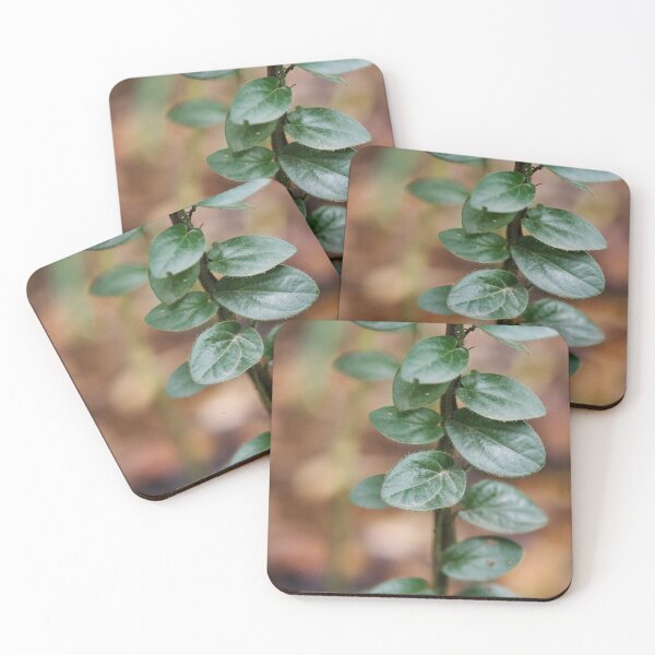 Item preview, climbing plant designed and sold by MiniFoe.