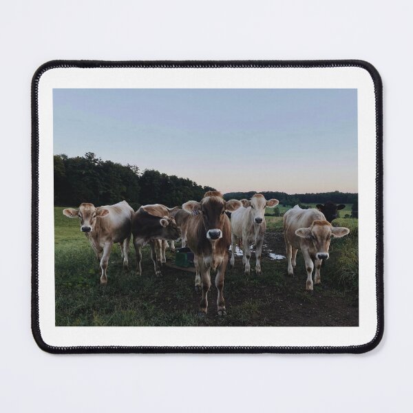 Item preview, 5 Brown Swiss Cows in Pasture designed and sold by archiesvt.