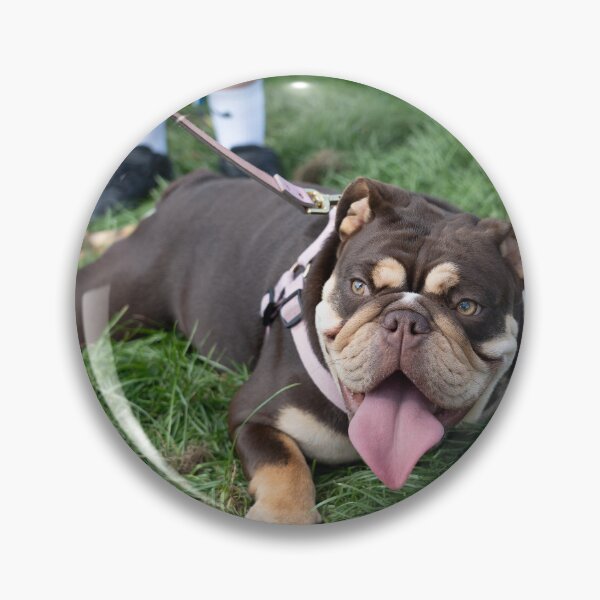 Item preview, Woodside RSPCA dog show, Knighton Park 2023 designed and sold by Woodside-RSPCA.
