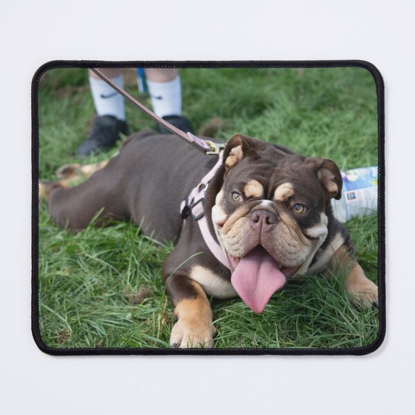 Item preview, Woodside RSPCA dog show, Knighton Park 2023 designed and sold by Woodside-RSPCA.