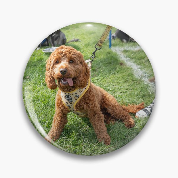 Item preview, Woodside RSPCA dog show, Knighton Park 2023 designed and sold by Woodside-RSPCA.