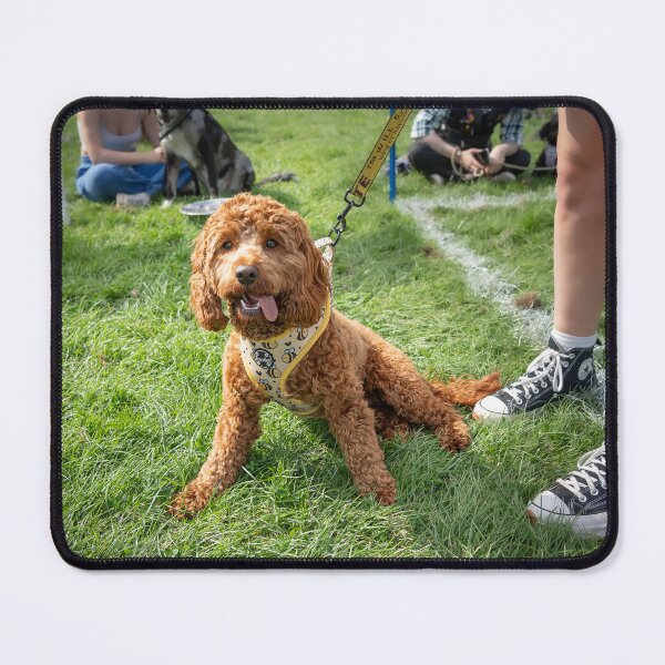 Item preview, Woodside RSPCA dog show, Knighton Park 2023 designed and sold by Woodside-RSPCA.