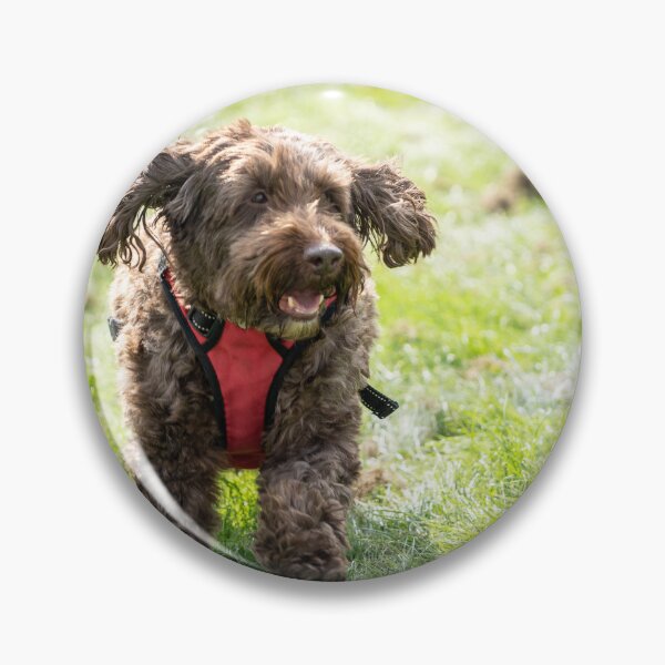 Item preview, Woodside RSPCA dog show, Knighton Park 2023 designed and sold by Woodside-RSPCA.