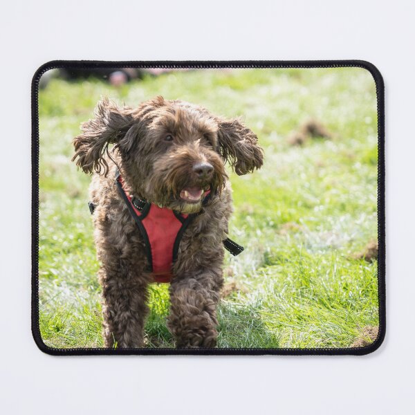 Item preview, Woodside RSPCA dog show, Knighton Park 2023 designed and sold by Woodside-RSPCA.