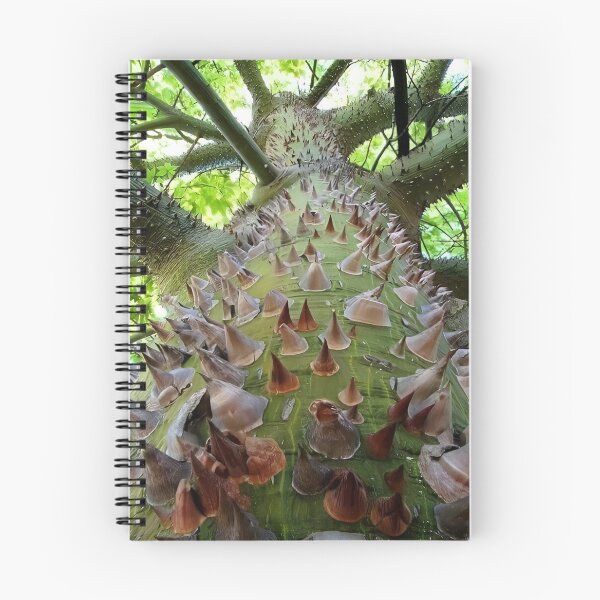 Item preview, This is a photo of a forest kapok tree in Indonesia's tropical forests designed and sold by Irwan23.