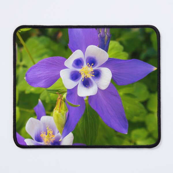 Item preview, Blue Columbine in Bloom designed and sold by Tim Dusenberry.