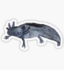 Cheol das Axolotl Sticker