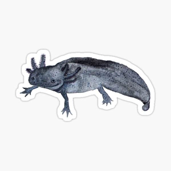 Cheol das Axolotl Sticker
