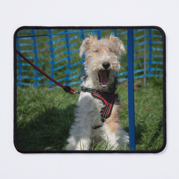 Item preview, Woodside RSPCA dog show, Knighton Park 2023 designed and sold by Woodside-RSPCA.