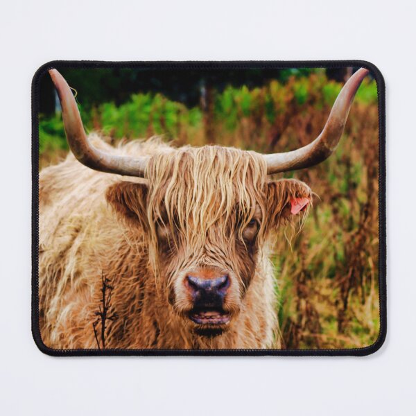 Item preview, Highland Cattle on the Western Isle of Skye designed and sold by Terry Senior.
