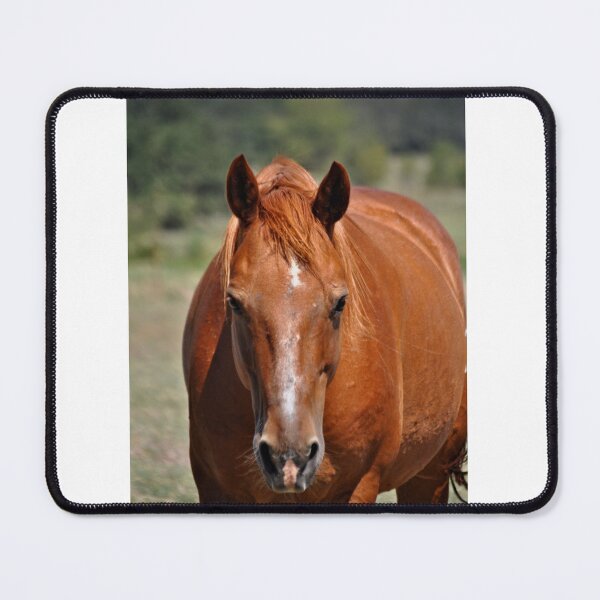 Item preview, Bernie designed and sold by Kristen O'Brian.