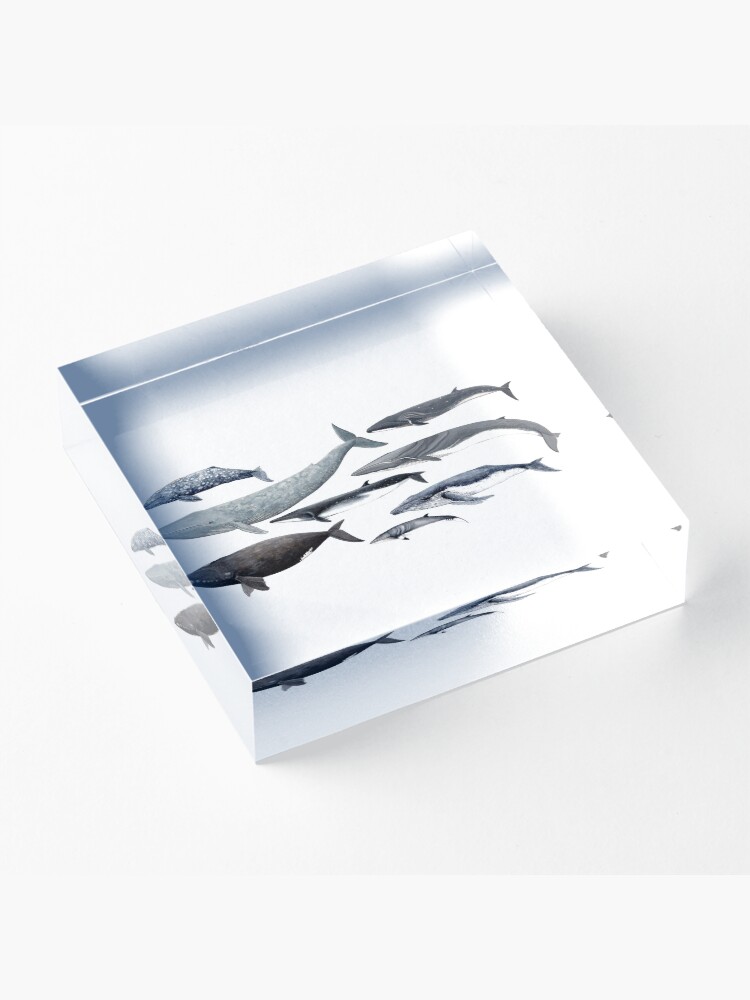 Alternate view of Whales and right whale Acrylic Block