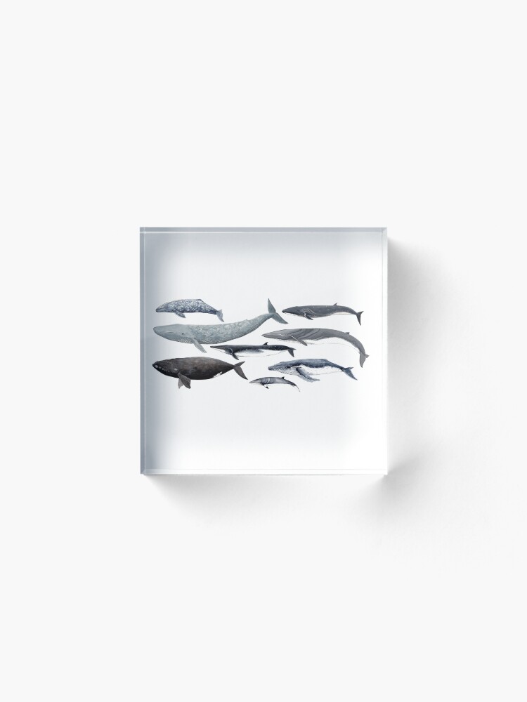 Alternate view of Whales and right whale Acrylic Block