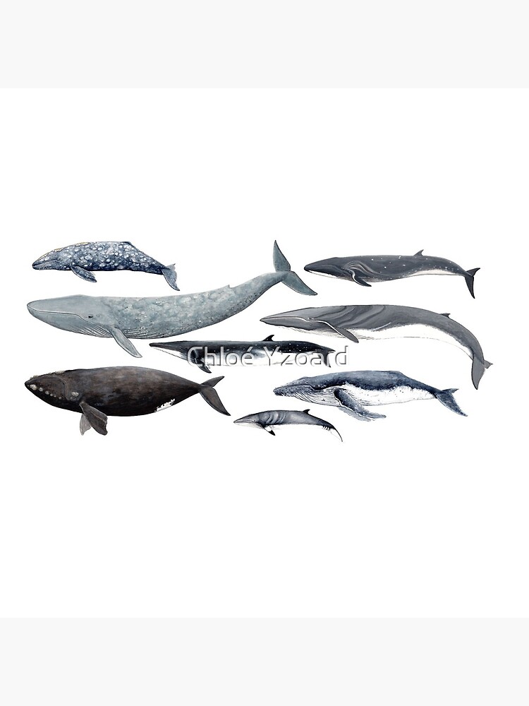 Whales and right whale by CHLOEYZOARD