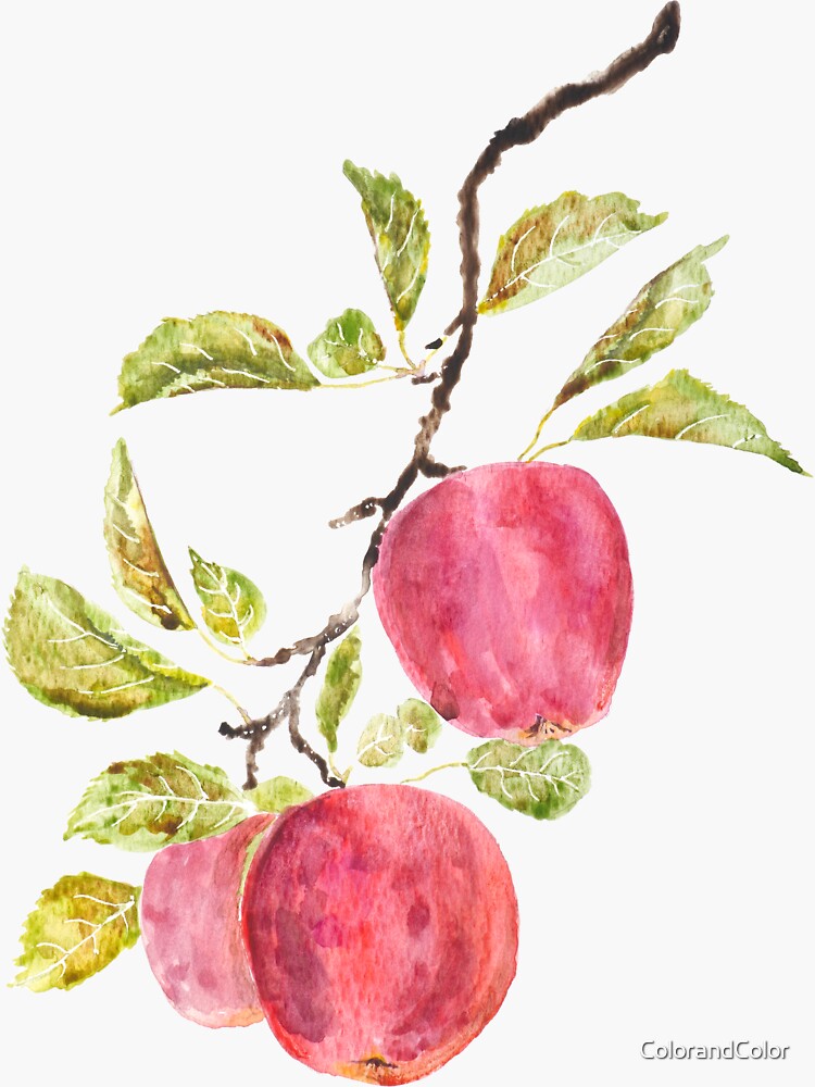 Watercolor Apples Vinyl