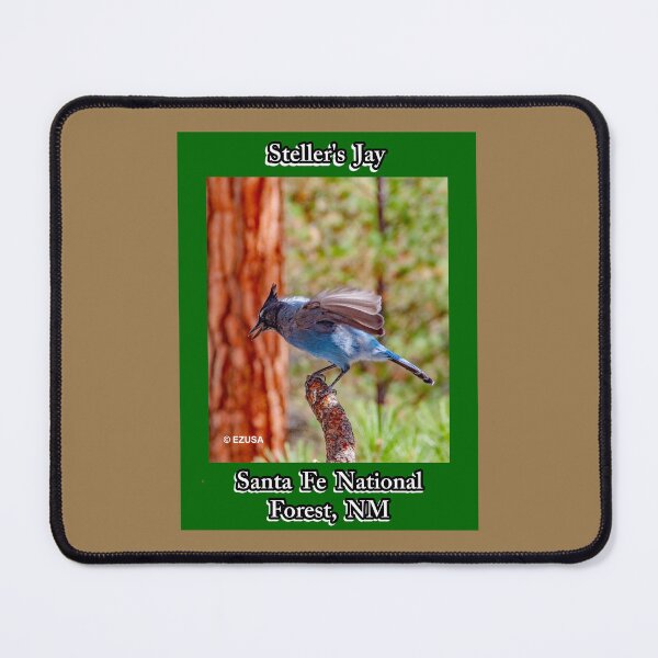 Item preview, Give Someone You Love The Bird: Steller's Jay, Santa Fe National Forest, New Mexico. designed and sold by MoreEZUSA-Here.