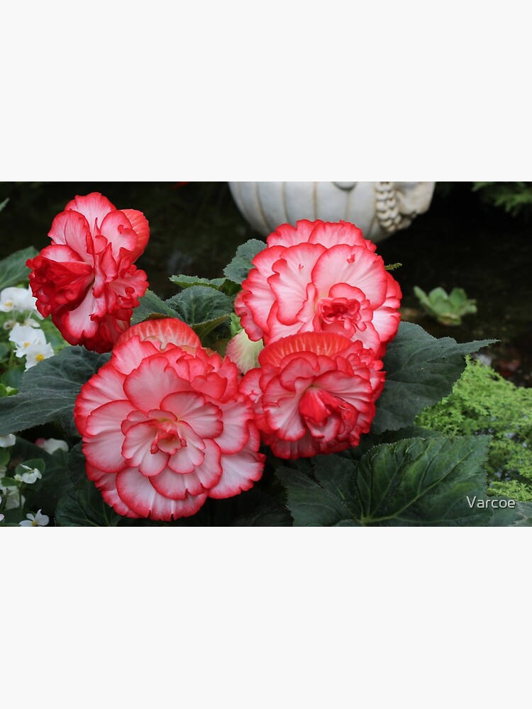 Tarjetas de felicitación «Begonia roja y blanca.» de Varcoe | Redbubble