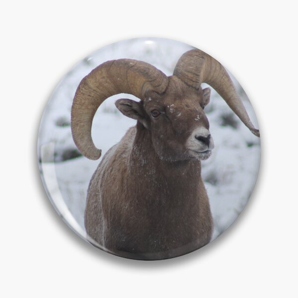 Item preview, Bighorn Ram designed and sold by AnnahDetwiler.