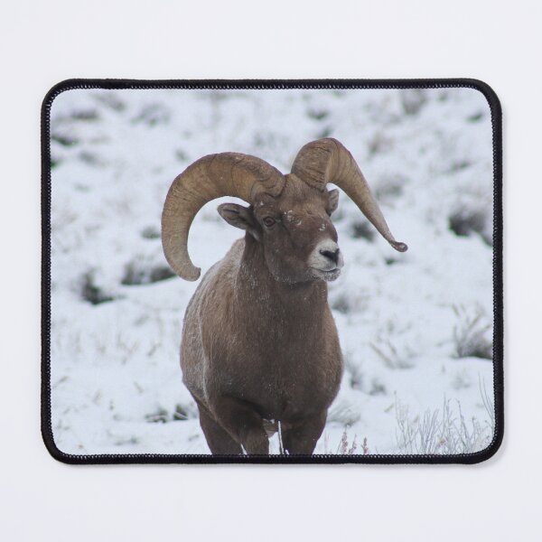 Item preview, Bighorn Ram designed and sold by AnnahDetwiler.