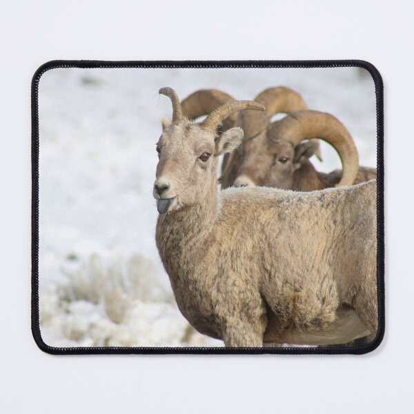 Item preview, Bighorn Ewe Being Sassy designed and sold by AnnahDetwiler.