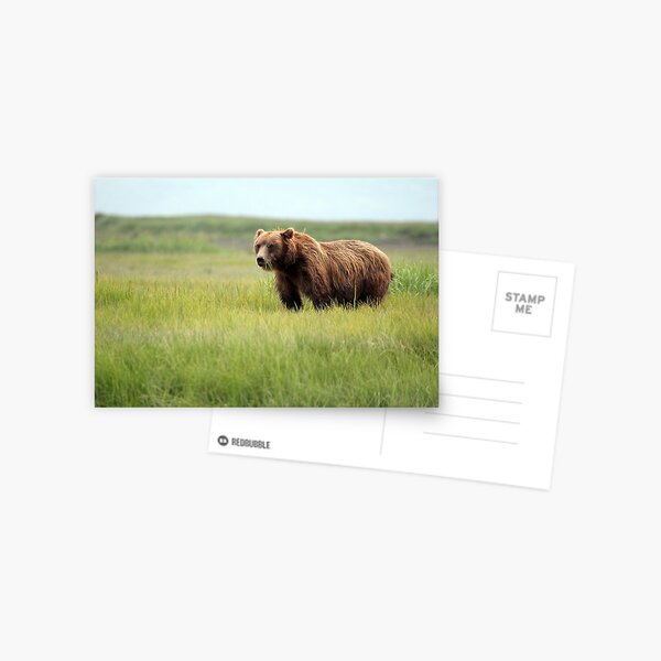 Walking With the Brown Bears in Hallo Bay Postcard