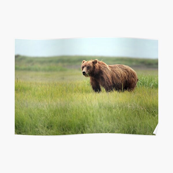 Walking With the Brown Bears in Hallo Bay Poster