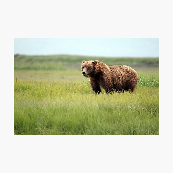Walking With the Brown Bears in Hallo Bay Photographic Print