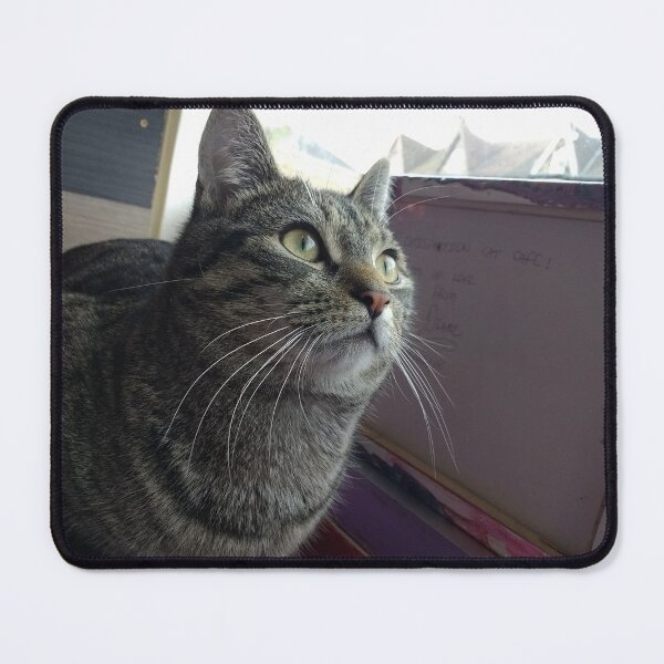 Item preview, #303 |☼| Tabby Cat: Landscape Shot - Catisfaction Cat Café (Cats) designed and sold by Naean H.F. (Nez Man).