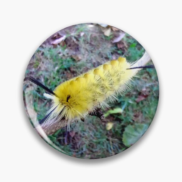Item preview, Banded Tussock Moth Caterpillar  designed and sold by gistinker.