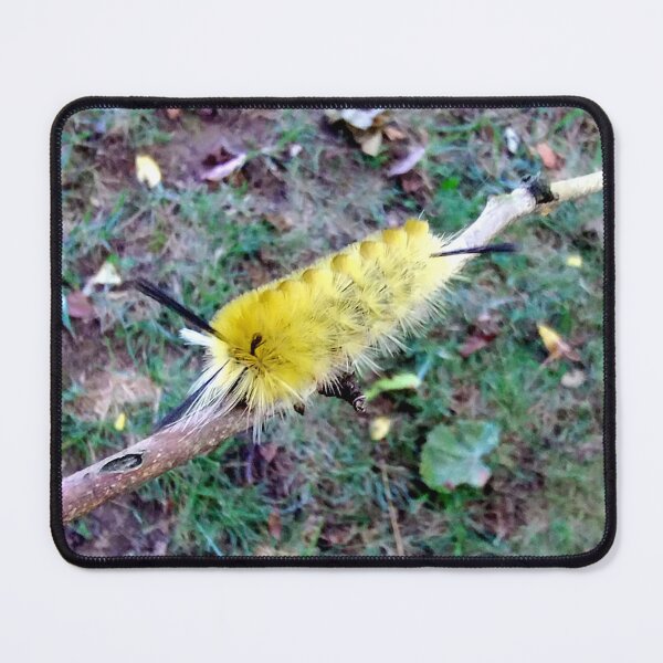 Item preview, Banded Tussock Moth Caterpillar  designed and sold by gistinker.