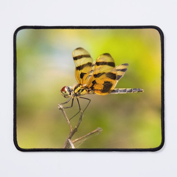 Item preview, Dragonfly designed and sold by Alla Gill.