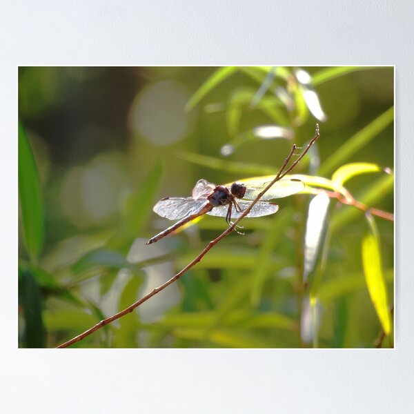 Item preview, BlueDragonfly from Lower Right on Willow Twig designed and sold by gistinker.