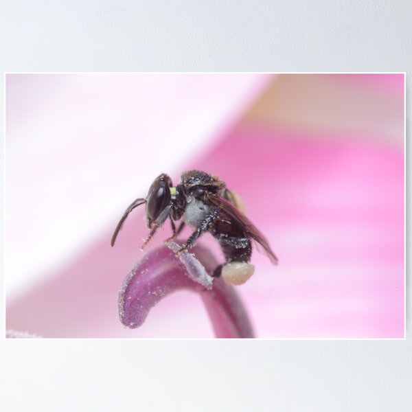 Item preview, Stingless Bee designed and sold by Andrew Trevor-Jones.