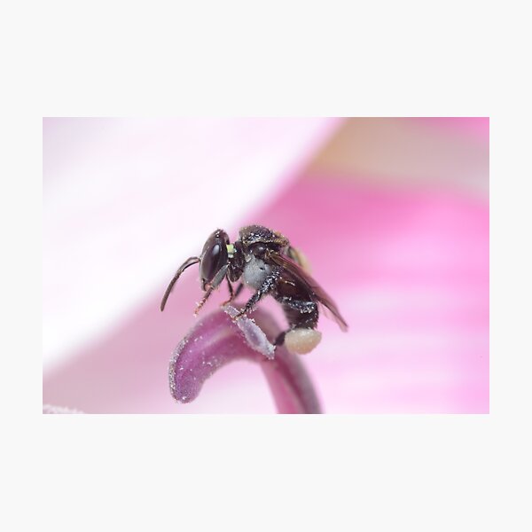 Item preview, Stingless Bee designed and sold by Andrew Trevor-Jones.