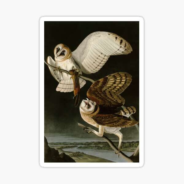 Item preview, Barn Owl - Vintage Bird Illustration designed and sold by Vintage Wall Art.