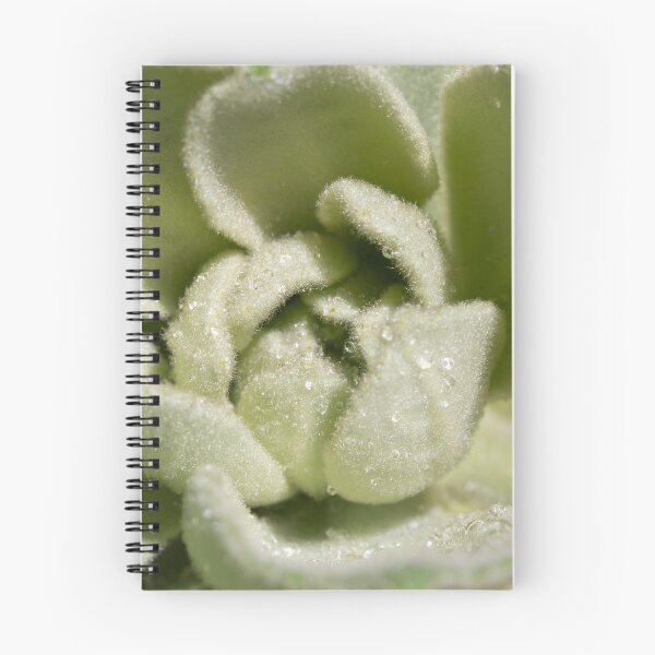 Item preview, Mullein Leaves designed and sold by hesselphoto.