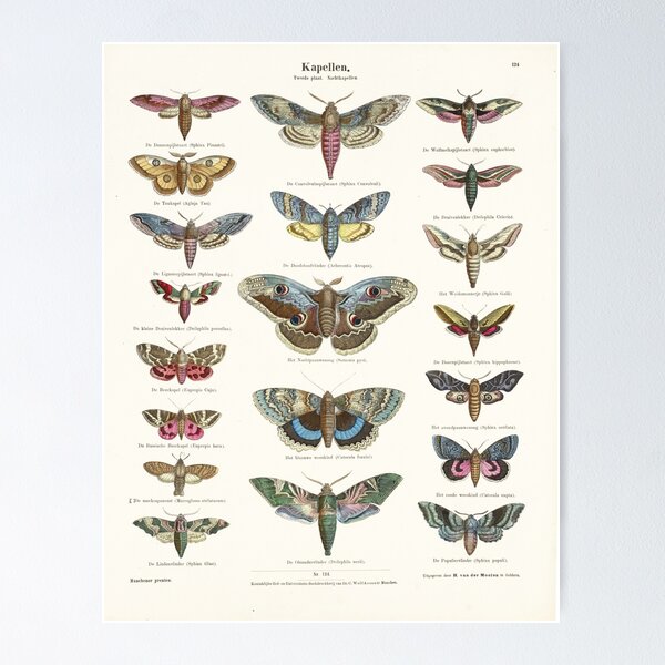 Item preview, Vintage Moth Chart designed and sold by Vintage Wall Art.